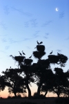 DEHESA DE ABAJO. PROTECTED AREA.WHITE STORKS (Cicconia cicconia). Nesting colony.AZNALCÃZAR. SEVILLA. SPAIN.