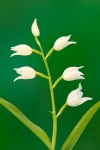 ORQUÃDEA (Cephalantera longifolia).SIERRA MARIOLA. BANYERES. ALICANTE. ESPAÃA.